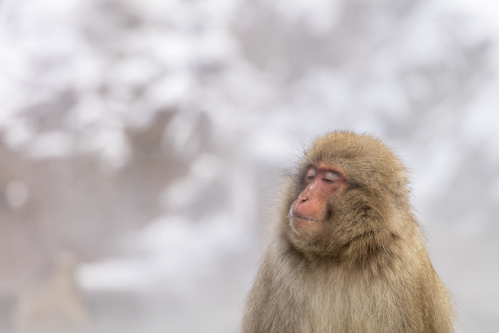 Japanese macaque monkeys in Jigokudani Yaen-koen
