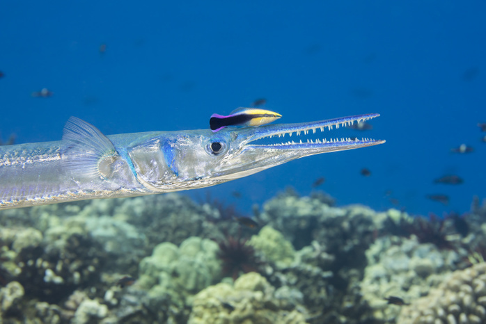The endemic Hawaiian Cleaner Wrasse (Labroides phthirophagus) is taking a close look for parasites on this Crocodile Needlefish (Tylosurus crocodilus); Hawaii, United States of America
