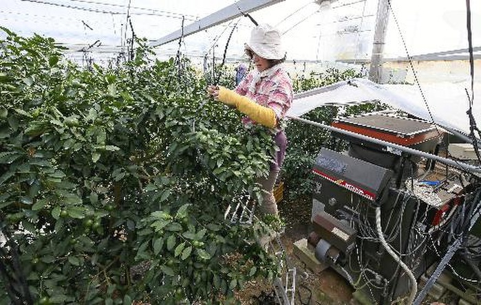Saga House tangerine greenhouse A greenhouse for house mandarin oranges with a large boiler  right  in operation at 1:39 p.m. on September 9 in Karatsu, Saga Prefecture  photo by Ichiro Ohara .