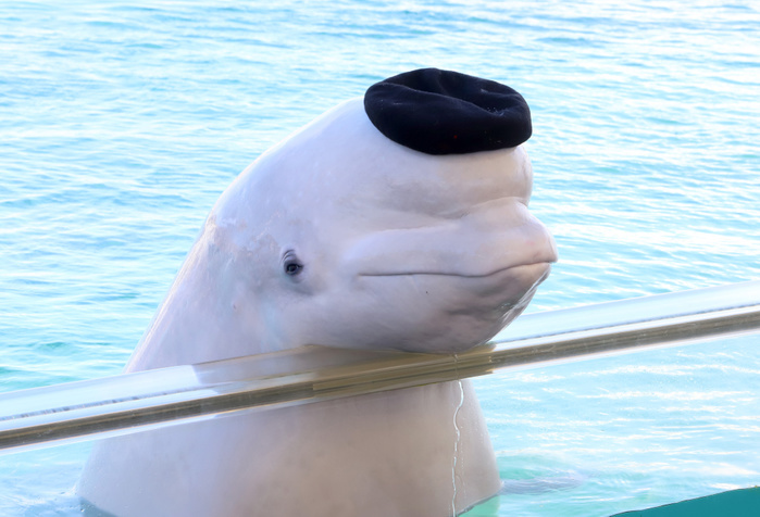 Hakkeijima Sea Paradise Autumn Event September 9, 2018, Yokohama, Japan   A Beluga wears a beret after she painted a picture with a special paintbrush at the Hakkeijima Sea Paradise aquarium in Yokohama, suburban Tokyo on Sunday, September 9, 2018. The aquarium started to show Beluga s art event through the end of next month.   Photo by Yoshio Tsunoda AFLO  LWX  ytd 