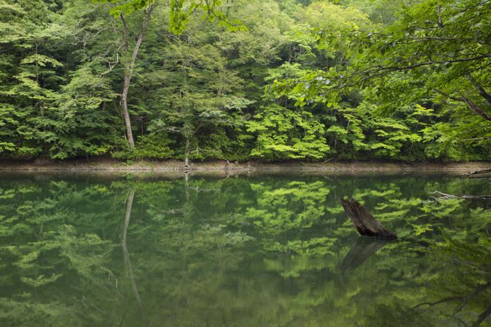Ponds at Jyuuni Lake Chicken Head Place scattered in the Shirakami Mountains, Aomori Prefecture