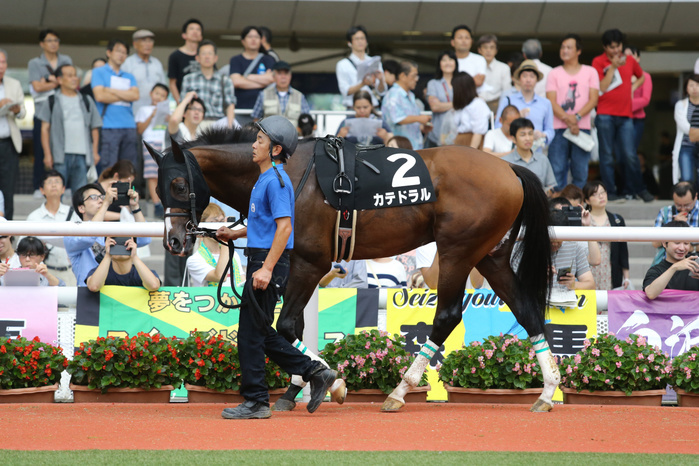 2018 Nojikiku Stakes CATHEDRAL Catedral, SEPTEMBER 15, 2018   Horse Racing : Catedral is led through the paddock before the Hanshin 9R Nojigiku Stakes at Hanshin Racecourse in  Photo by Eiichi Yamane AFLO 