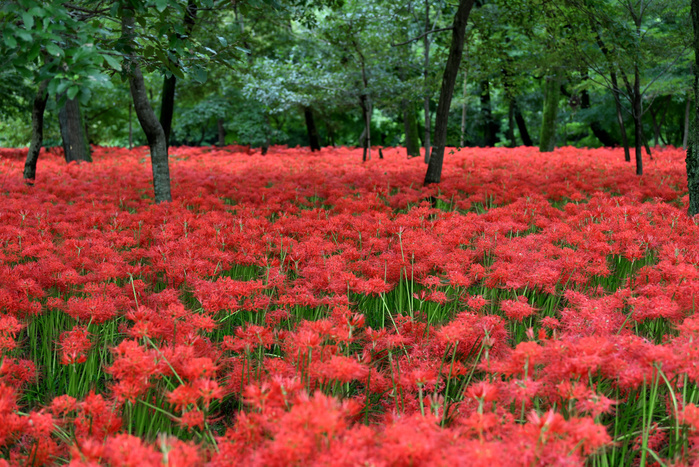 5 million manjushage in full bloom September 22, 2018, Hidaka City, Japan   A huge crimson carpet of some five million red spider lilies are in full bloom in a patch of field in Hidaka City on the northwestern suburbs of Tokyo on Saturday, September 22, 2018. The clear stream of a nearby river creates a magical atmosphere drawing tens of thousands of holiday goers every year around this time.  Photo by Natsuki Sakai AFLO  AYF  mis 