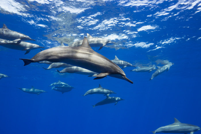 long nosed dolphin  Tursiops truncatus  Spinner dolphin  Stenella longirostris  travel in large groups around the island of Hawaii  Hawaii, United States of America