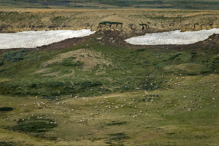 Caribbean western arctic caribou herd  national petroleum reserve  northwest Alaska