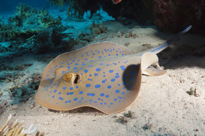 Bluespotted Ribbontail Ray, Egypt Bluespotted Ribbontail Ray, Taenura lymma, Giftun Island, Red Sea, Egypt