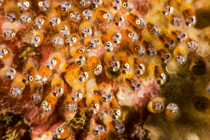 A close look at the eggs of a common anemonefish (Amphiprion perideraion) that is most often found associated with the anemone, Heteractis magnifica;  Philippines., Photo by Dave Fleetham