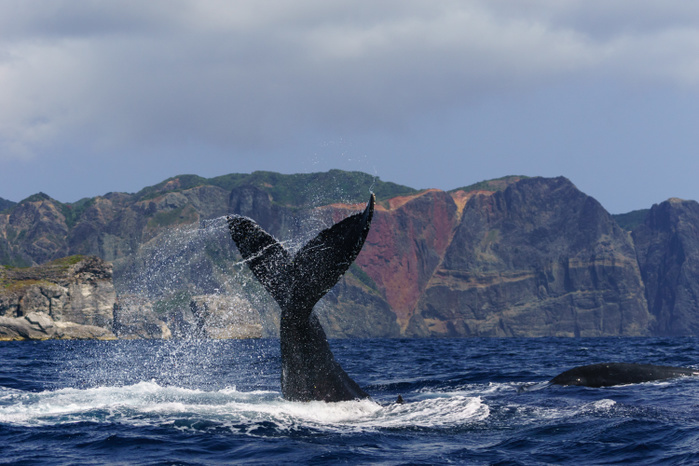 Humpback whale flapping its tail in front of Heart Rock, Ogasawara, Tokyo