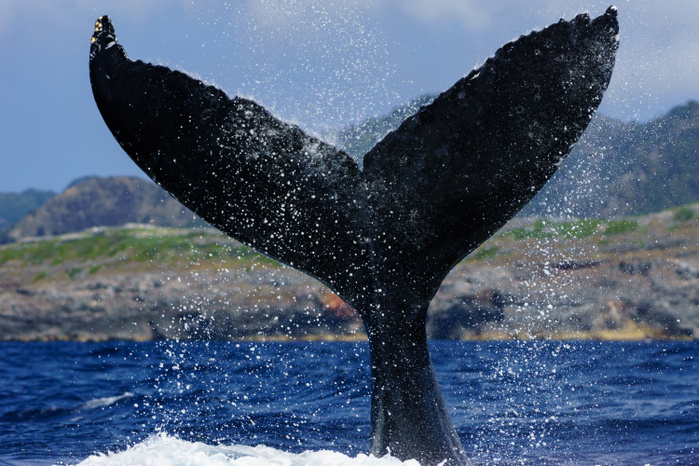 Tokyo, Ogasawara Humpback whale tapping its tail fin