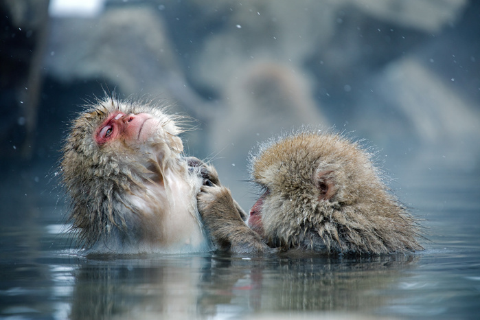 Japanese macaque monkeys bathing in a hot spring at Jigokudani Yaen-koen, Nagano Prefecture