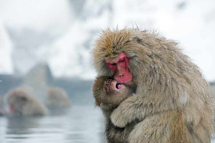 Japanese macaque mother and child at Jigokudani Yaen-koen hot springs resort, Nagano Prefecture