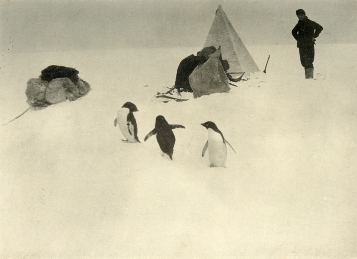  Adelie Penguins Visit a Camp  c1908,  1909 .  Artist: Unknown.  Adelie Penguins Visit a Camp , c1908,  1909 . Anglo Irish explorer Ernest Shackleton  1874 1922  made three expeditions to the Antarctic. During the second expedition, 1907 1909, he and three companions established a new record, Farthest South latitude at 88  xb0 S, only 97 geographical miles  112 statute miles, or 180 km  from the South Pole, the largest advance to the pole in exploration history. Members of his team also climbed Mount Erebus, the most active volcano in the Antarctic. Shackleton was knighted by King Edward VII for these achievements. He died during his third and last  oceanographic and sub antarctic  expedition, aged 47. Illustration from The Heart of the Antarctic, Vol. I, by E. H. Shackleton, C.V.O.  William Heinemann, London, 1909 