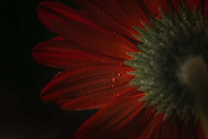 Close-up of wet gerbera daisy against black background
