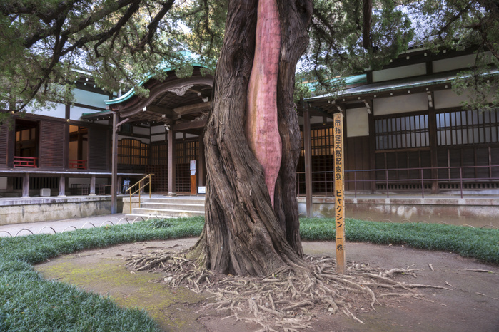 Enkakuji Temple, Kanagawa Prefecture, Japan Byakushin
