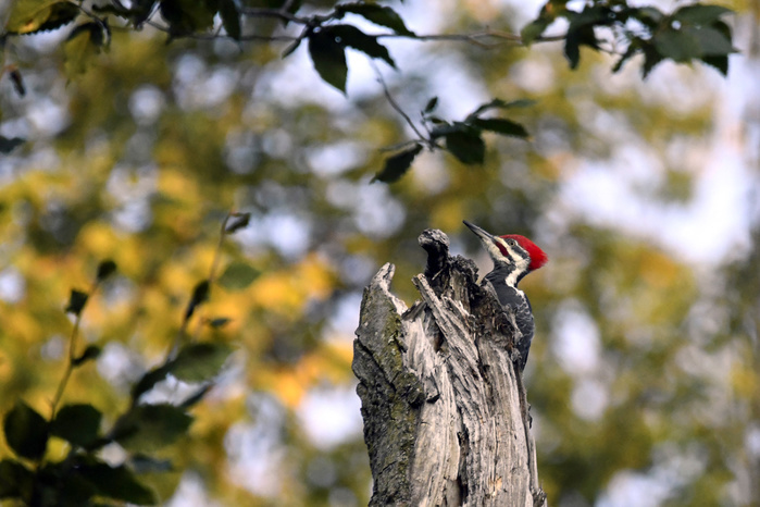 Side view of Pileated Woodpecker perching on wood in forest