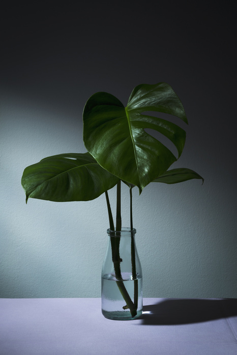 Close-up of monstera leaves in vase on table against wall