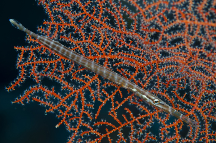 fish Trumpetfish  Aulostomus chinensis , cross hatched pattern against red sea fan, Dai North dive site, Forgotten Islands, Dai Island, Banda Sea, Indonesia, Photo by Colin Marshall