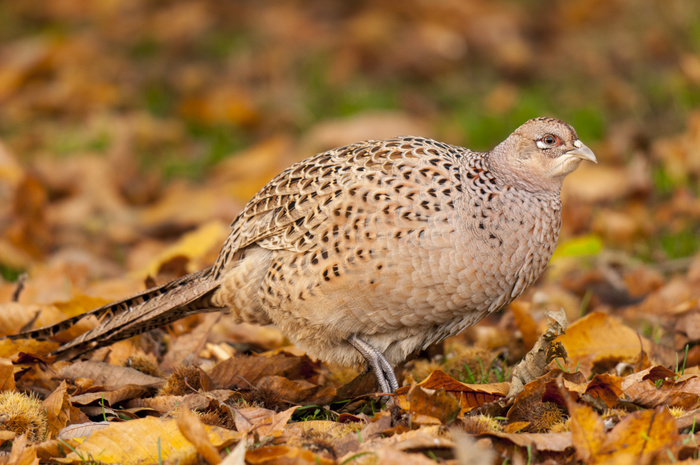 bird A pheasant  Phasianus colchicus , adult female, walking through fallen sweet chestnut leaves in Studley Royal, Ripon, North Yorkshire. November., Photo by Dave Pressland