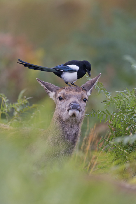 red deer  Cervus elaphus  Red Deer  Cervus elaphus  calf, standing among bracken, with Common Magpie  Pica pica  adult, standing on head searching for parasites among fur, Richmond Park, Richmond Upon Thames, London, England, October, Photo by Paul Sawer