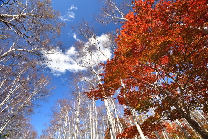Hiraniwa Kogen Autumn Color