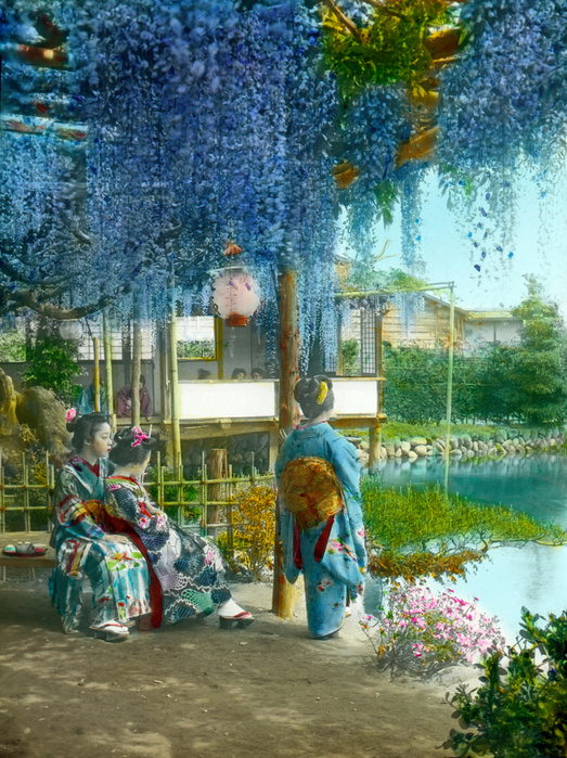 160201 0015   Japanese Wisteria Garden Japanese Wisteria Garden Three young Japanese women in kimono stand under a wisteria trellis in Maebashi, Gunma Prefecture.  Original caption:  S 960 Wisteria garden, Maibashi, Nakasendo.  Photo: MeijiShowa Afro