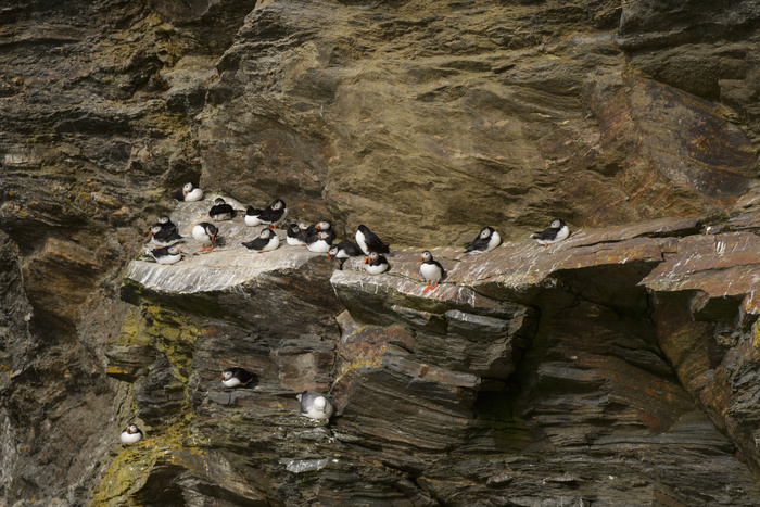 Atlantic Puffin (Fratercula arctica) adults, breeding plumage, group, and Northern Fulmar (Fulmarus glacialis) adult, resting on cliff ledge, Hermaness National Nature Reserve, Unst, Shetland Islands, Scotland, July, Photo by Andrew Mason