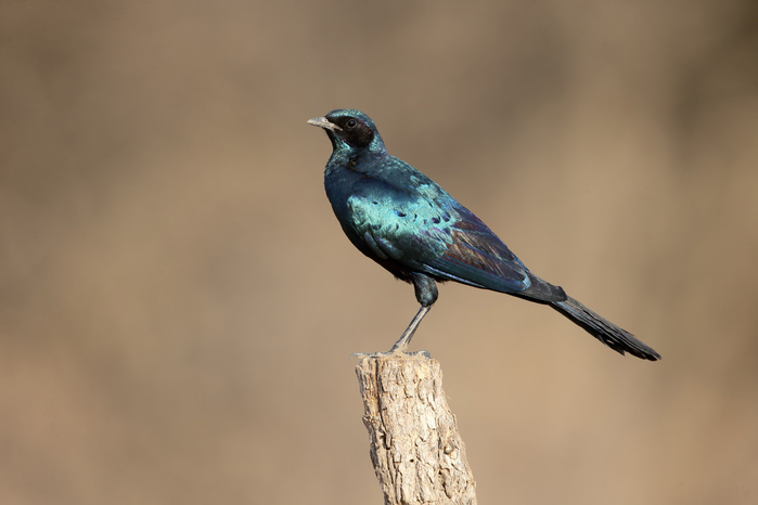 Burchell's Glossy-starling (Lamprotornis australis) adult, perched on post, South Africa, August, Photo by Mike Lane