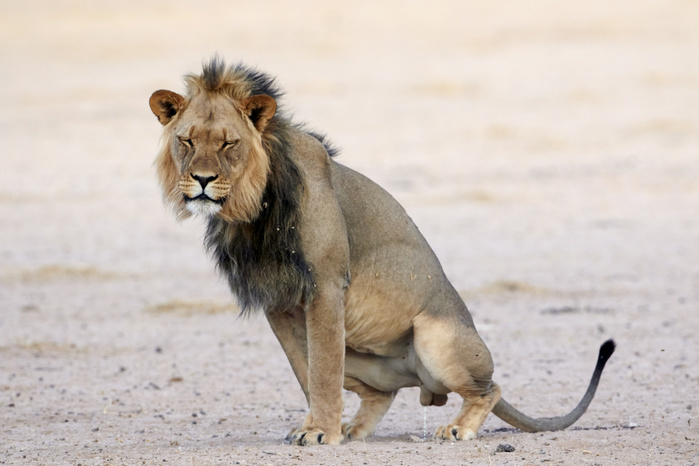 Transvaal Lion (Panthera leo krugeri) adult male, urinating, Kalahari Gemsbok N.P., Kgalagadi Transfrontier Park, Northern Cape, South Africa, December, Photo by Andrew Forsyth