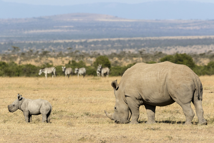 White Rhinoceros (Ceratotherium simum) adult female and calf, feeding in dry grassland, with Common Zebra (Equus quagga) herd in background, Sweetwaters Game Reserve, Ol Pejeta Conservancy, Kenya, August, Photo by Bernd Rohrschneider