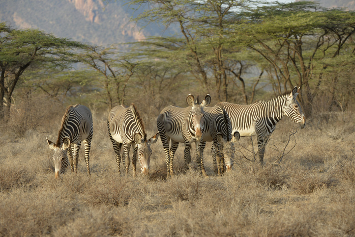 Grevy's Zebra (Equus grevyi) five adults, herd grazing in dry scubland, Shaba National Reserve, Kenya, October, Photo by Malcolm Schuyl