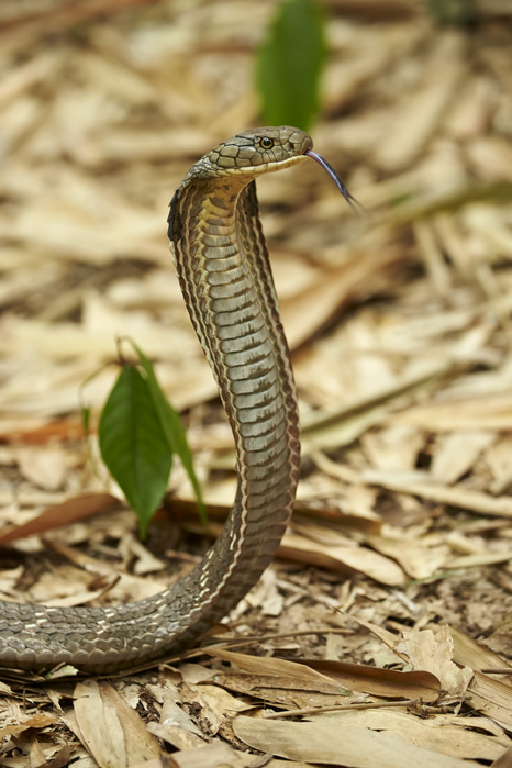 snake King Cobra  Ophiophagus hannah  adult, flicking forked tongue, rearing up with hood flattened in threat display, on floor of bamboo forest, Bali, Lesser Sunda Islands, Indonesia, July, Photo by Ignacio Yufera