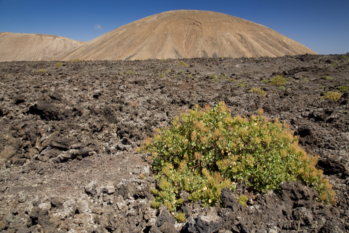 Canary Sorrel (Rumex lunaria) habit, growing on recent lava flow in volcanic habitat, Timanfaya N.P., Lanzarote, Canary Islands, March, Photo by Bob Gibbons