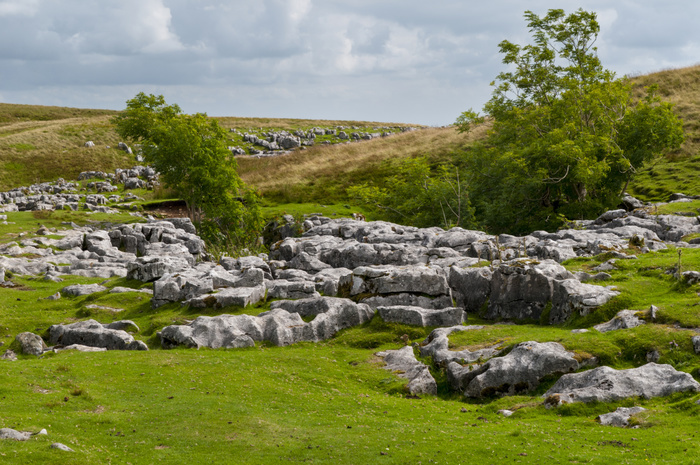 United Kingdom Outcrops of limestone showing typical erosion patterns of grykes and clints on flanks of hill, Ingleborough, Yorkshire Dales N.P., North Yorkshire, England, August, Photo by Dave Pressland