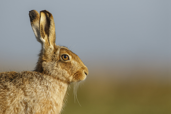 European Hare (Lepus europaeus) adult, close up of head, Norfolk, UK. March., Photo by Simon Litten