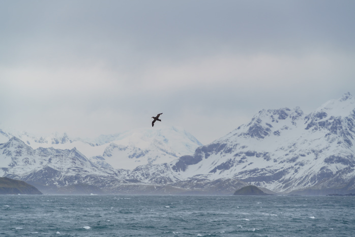 King Hakon Bay, South Georgia, United Kingdom Glacier, giant fulmar gull Ernest . Where Shackleton arrived by boat from Antarctica
