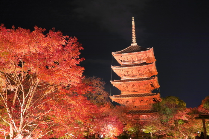 Lighting up Toji Temple with Autumn Leaves in Kyoto