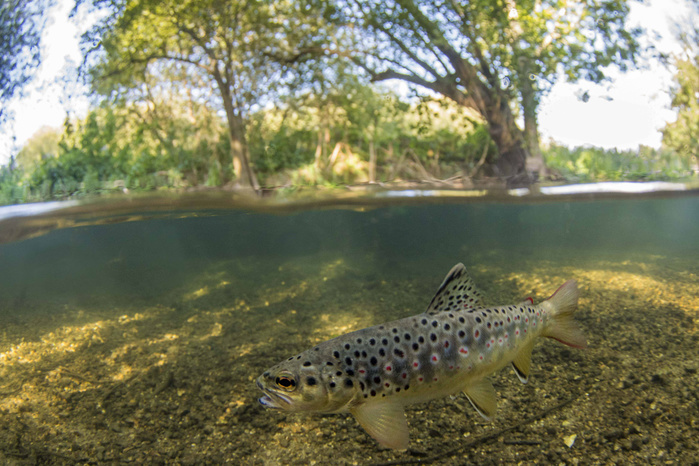 brown trout, salmon trutta,  rwaiting for flies near surface, River Frome , Dorset, September, Photo by Jack Perks