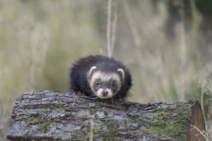 Western Polecat (Mustela putorius) adult, climbing over log, Suffolk, England, June, controlled subject, Photo by Paul Sawer
