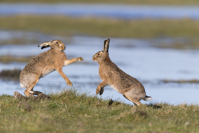 European Hare (Lepus europeaus) adult pair, 'boxing', female fighting off male on grazing marsh, Suffolk, England, March, Photo by Paul Sawer