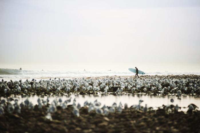 Man carrying surfboard while shore with seagulls against sky