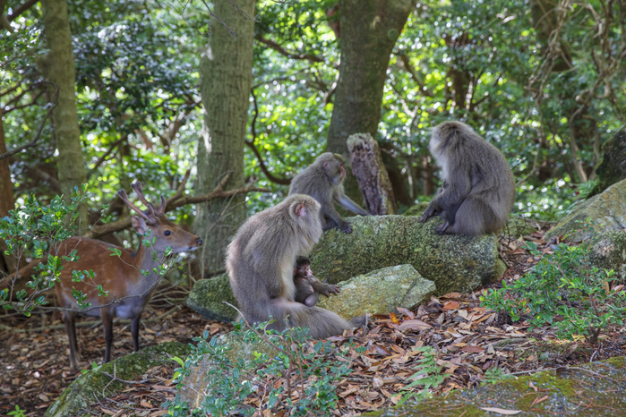 Kagoshima Yakushima macaque and Yakushika deer Western forest road Yakushima