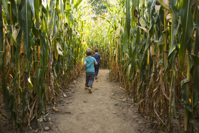 Full length of carefree brothers running through corn maze