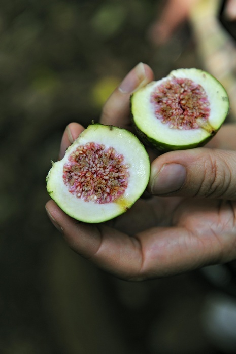 Apple Guava or Common Guava (Psidium guajava), halved fruits, Rincon de la Vieja National Park, Guanacaste Province, Costa Rica, Central America, Photo by Manfred Bail