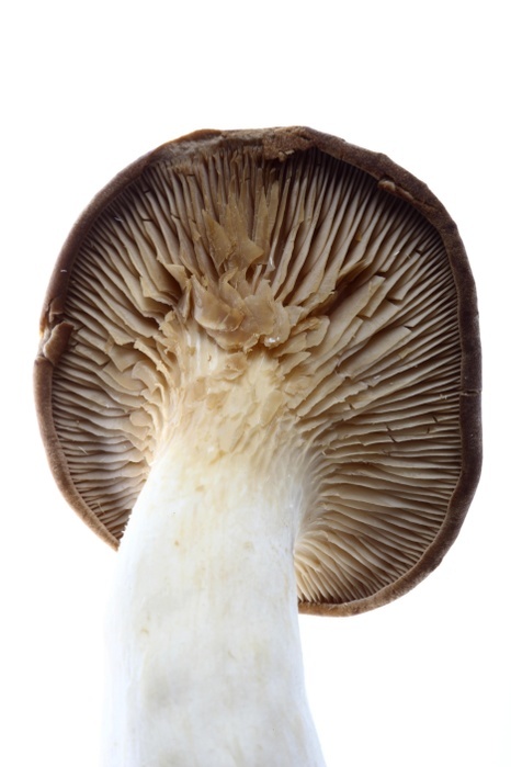mushroom King trumpet mushroom, French horn mushroom, king oyster mushroom, Boletus of the steppes  Pleurotus eryngii , Photo by Jochen Tack