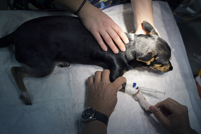 Overhead view of dog being examined by veterinarians in clinic