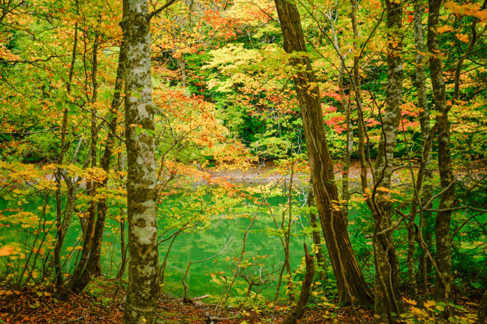 Autumn leaves of Jyotoba Pond, Lake Jujiko, Aomori Prefecture