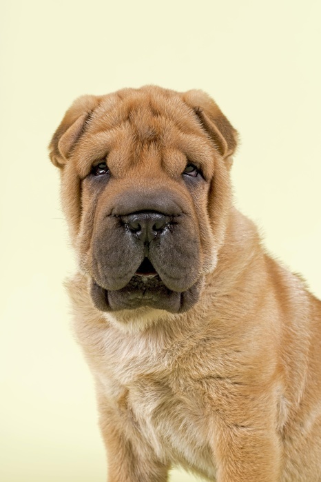 Shar Pei puppy, 8 weeks, male, colour red, Photo by Erich Schmidt