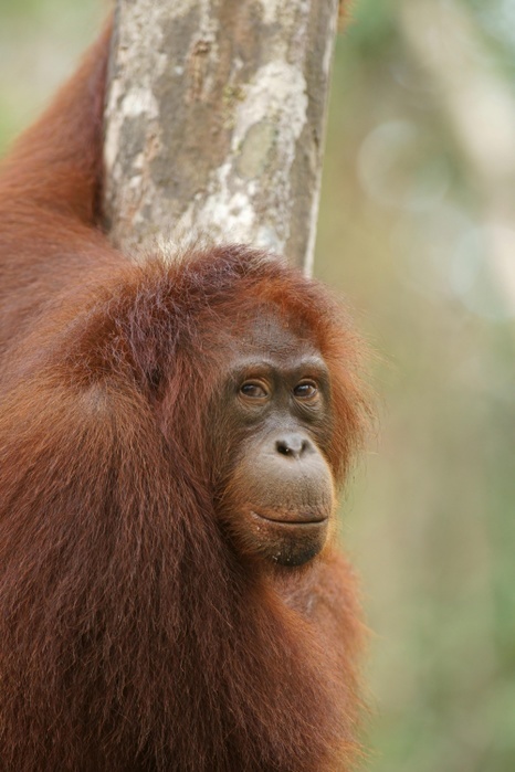Bornean Orangutan (Pongo pygmaeus), Tanjung Puting National Park, Central Kalimantan, Borneo, Indonesia, Asia, Photo by Marko König