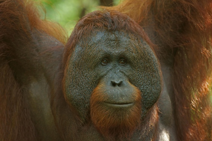 Bornean Orangutan (Pongo pygmaeus), male, Tanjung Puting National Park, Central Kalimantan, Borneo, Indonesia, Asia, Photo by Marko König