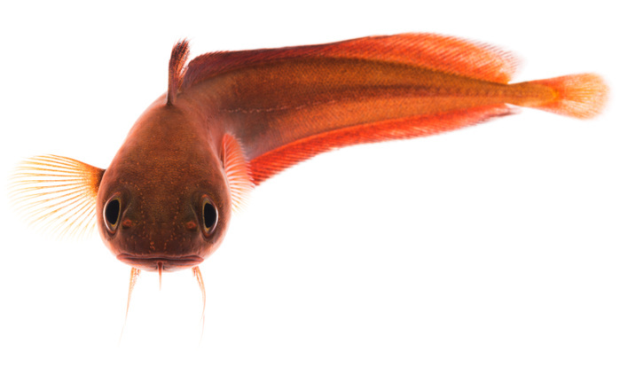 Ezo spiny dogfish (Squalus acanthias)